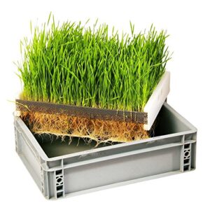Eschenfelder Keimkiste G zur Anzucht von Weizengras Gerstengras Keimgerät Sprossen ziehen 40x30 cm Getreide Gerste
