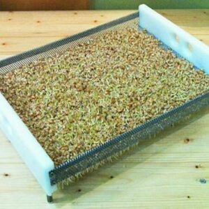 Keimkiste für Getreidegras,groß (60 x 40cm)